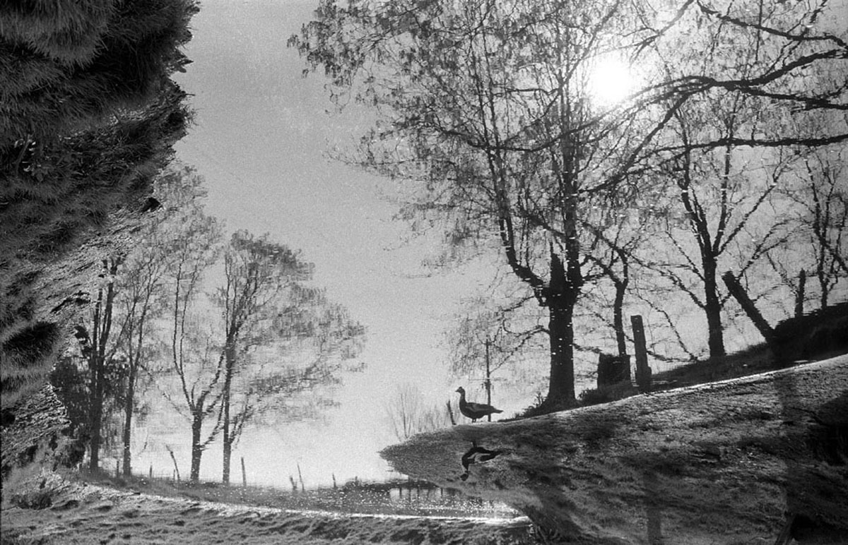 Duck On The Riverbank, Ringoes, NJ, 1962