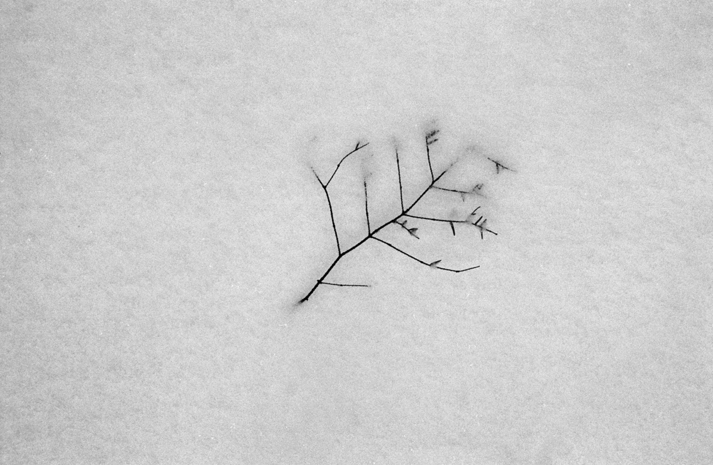 Twig in snow, 1957