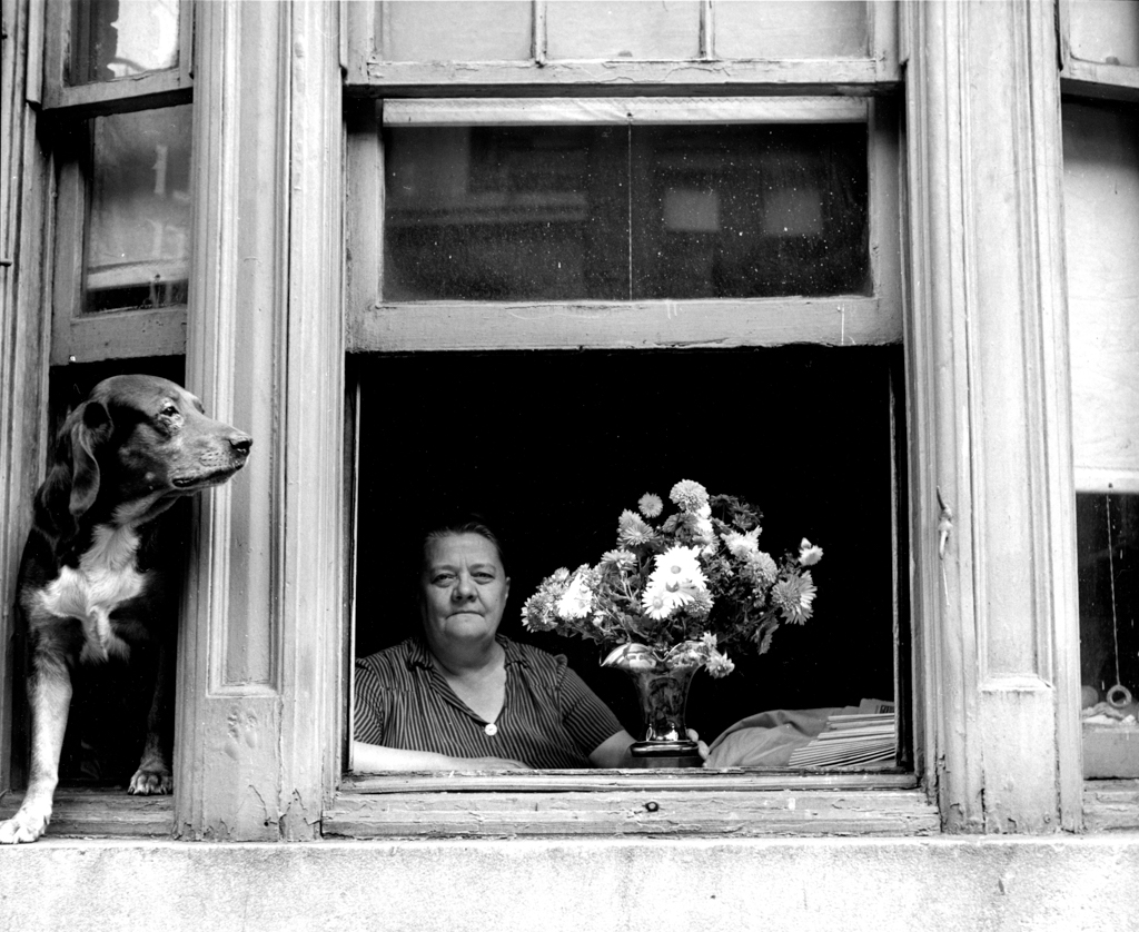 Window watcher dog, 1949