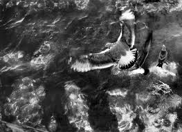 Gulls over water in Provincetown, circa 1951, © Sid Grossman