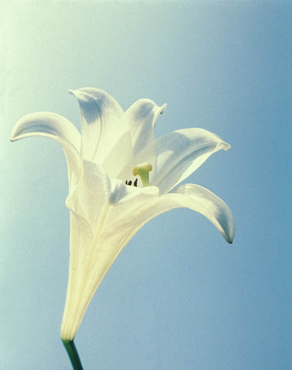Easter Lilly, 1980