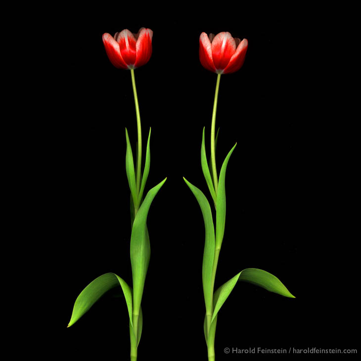 Two red and white tulips, 2004. "You know what they say: Two lips are better than one!"