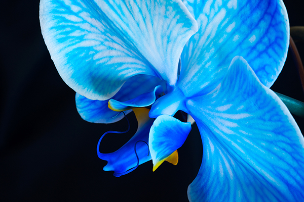 "Blue Orchid" by JoAnn Cancro